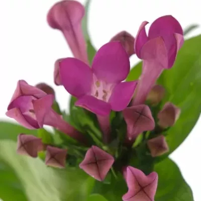 BOUVARDIA EN ROYAL VIOLET