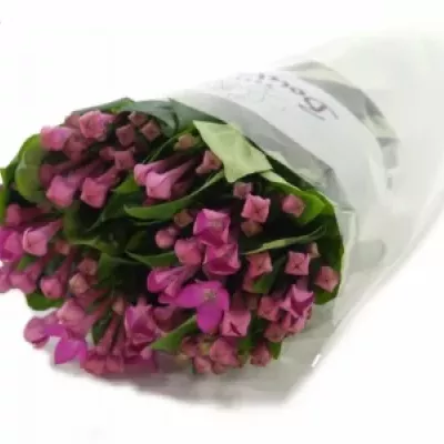 BOUVARDIA EN ROYAL VIOLET