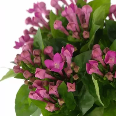 BOUVARDIA EN ROYAL VIOLET