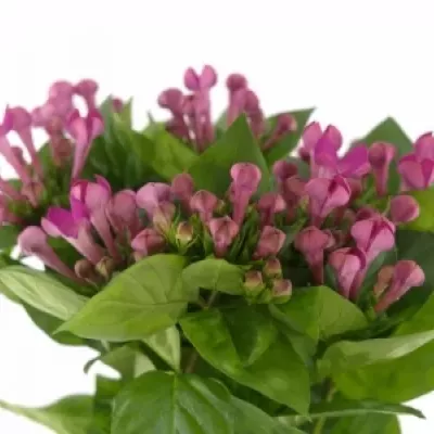 BOUVARDIA EN ROYAL VIOLET