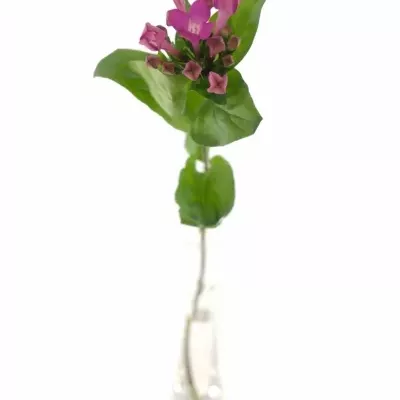 BOUVARDIA EN ROYAL VIOLET