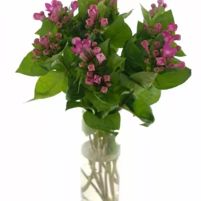 BOUVARDIA EN ROYAL VIOLET