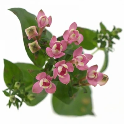 Bouvardie EN PINK JEWEL