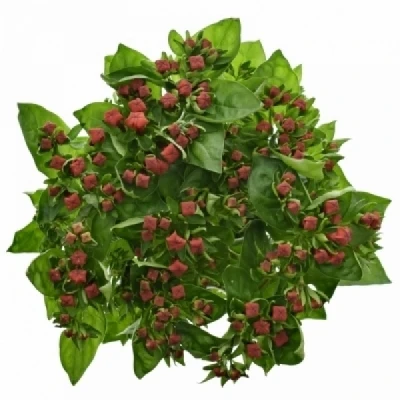 Bouvardie EN RED PASSION