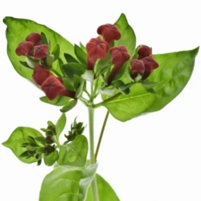 Bouvardie EN RED PASSION 40cm