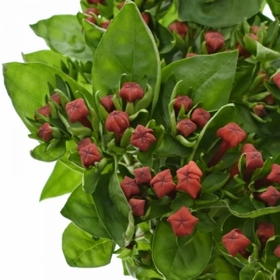 Bouvardie EN ROYAL RED