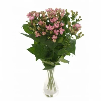 Bouvardie EN ROYAL ROZA