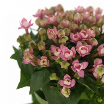 Bouvardie EN ROYAL ROZA