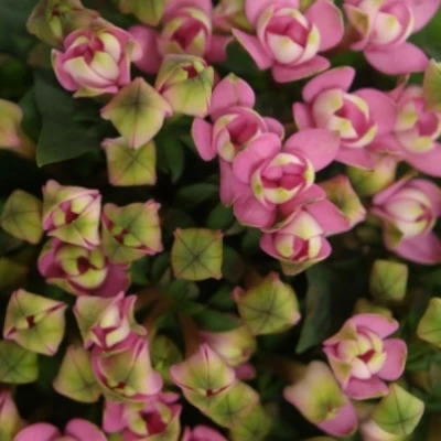 Bouvardie EN ROYAL ROZA