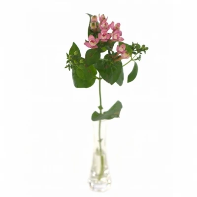 Bouvardie EN ROYAL ROZA