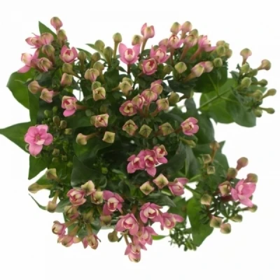 Bouvardie EN ROYAL ROZA