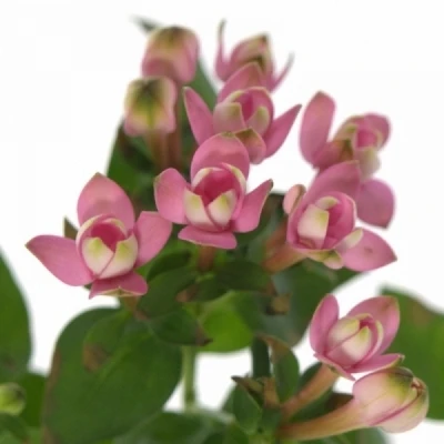 Bouvardie EN ROYAL ROZA