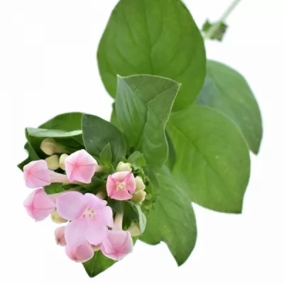 Bouvardie EN ROZA PINK