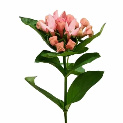 Bouvardie EN SWEET PEACH