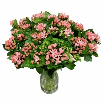 Bouvardie EN SWEET PEACH