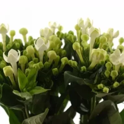 Bouvardie ROYAL DAPHNE SUPREME 40cm