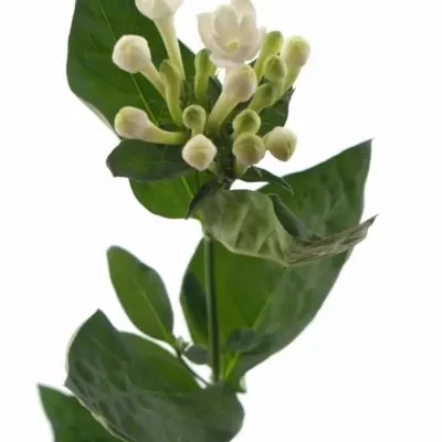 Bouvardie ROYAL DAPHNE SUPREME 40cm