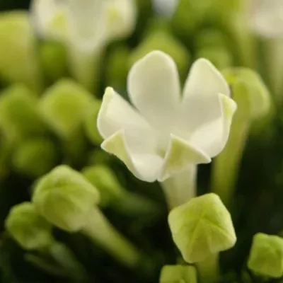 Bouvardie ROYAL DAPHNE SUPREME 40cm