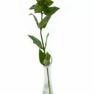 Bouvardie ROYAL DAPHNE SUPREME 40cm