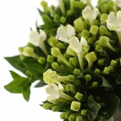 Bouvardie ROYAL DAPHNE SUPREME 40cm