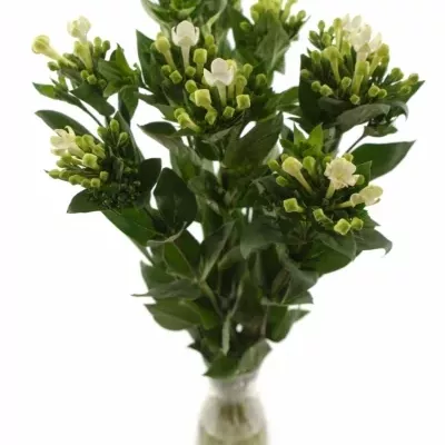 Bouvardie ROYAL DAPHNE SUPREME 40cm