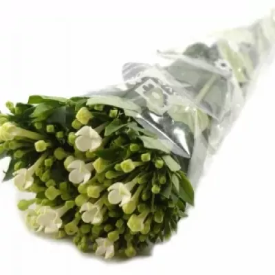 Bouvardie ROYAL DAPHNE SUPREME 40cm