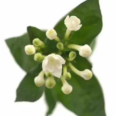 Bouvardie ROYAL DAPHNE SUPREME 40cm