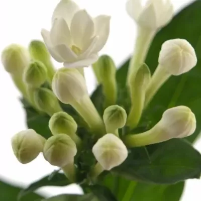 Bouvardie ROYAL DAPHNE SUPREME 40cm