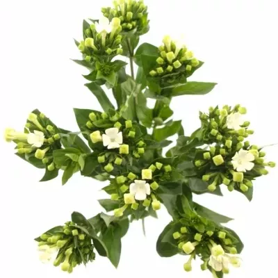 Bouvardie ROYAL DAPHNE SUPREME 40cm