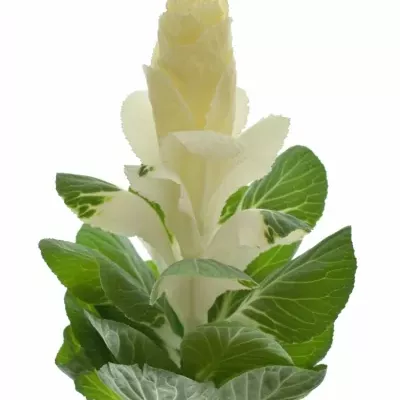 Okrasné zelí EMPIRE ALEXANDRA 55cm