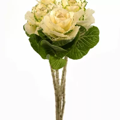 Brasicca EMPIRE ANNA 70cm