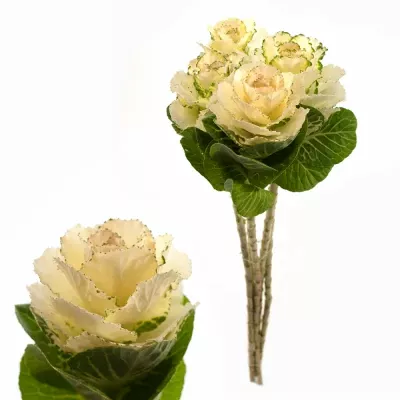 Okrasné zelí EMPIRE ANNA 60cm