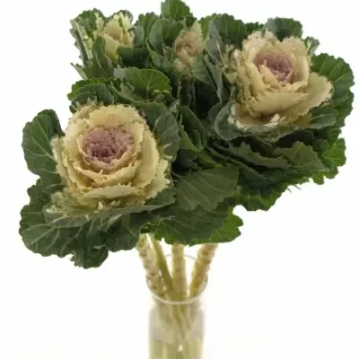 Okrasné zelí AKILINA 60cm