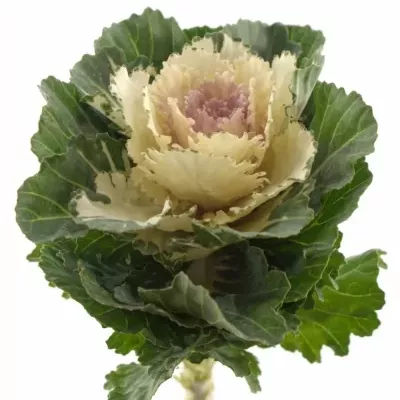 Okrasné zelí EMPIRE AKILINA 60cm