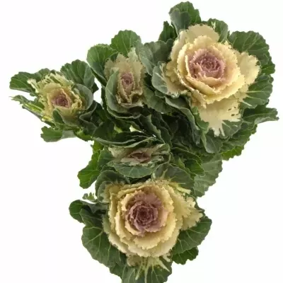 Okrasné zelí AKILINA 60cm