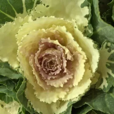 Okrasné zelí AKILINA 60cm