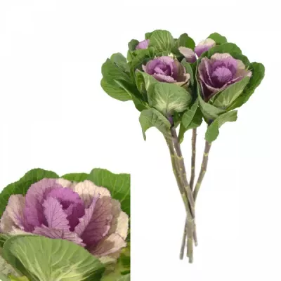 Okrasné zelí CRANE PINK 45cm