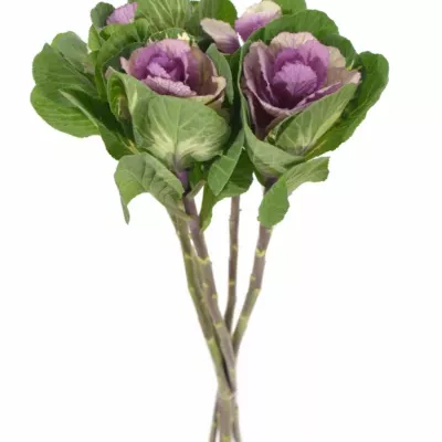 BRASSICA CRANE PINK
