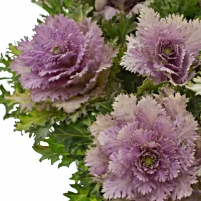 BRASSICA EMPIRE DUNYA 50cm