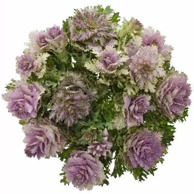 BRASSICA EMPIRE DUNYA 50cm