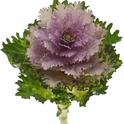 Okrasné zelí EMPIRE DUNYA 50cm