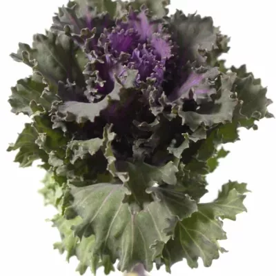 BRASSICA EMPIRE KATYA