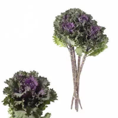 Okrasné zelí EMPIRE KATYA 70cm