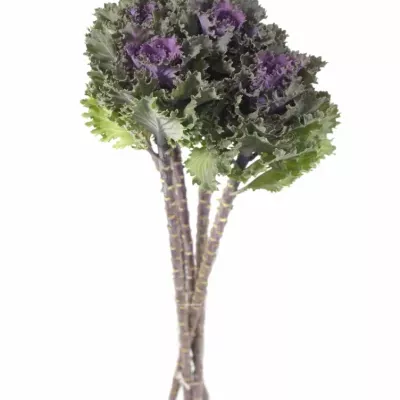 BRASSICA EMPIRE KATYA