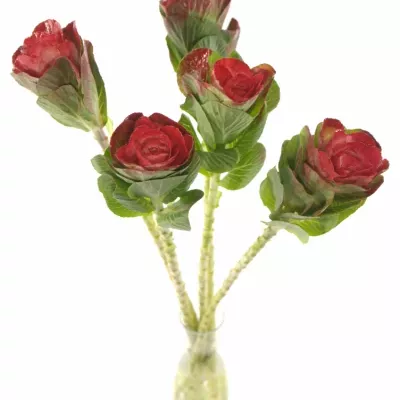 Okrasné zelí ROOD 60cm