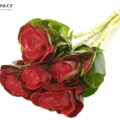 Okrasné zelí ROOD 60cm