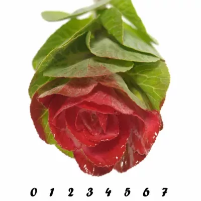 Okrasné zelí ROOD 60cm