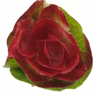 Okrasné zelí ROOD 60cm