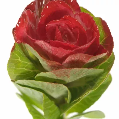 Okrasné zelí BARV. COLORED ROOD 85cm