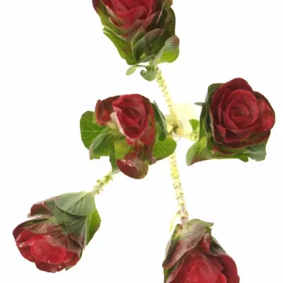 Okrasné zelí ROOD 60cm